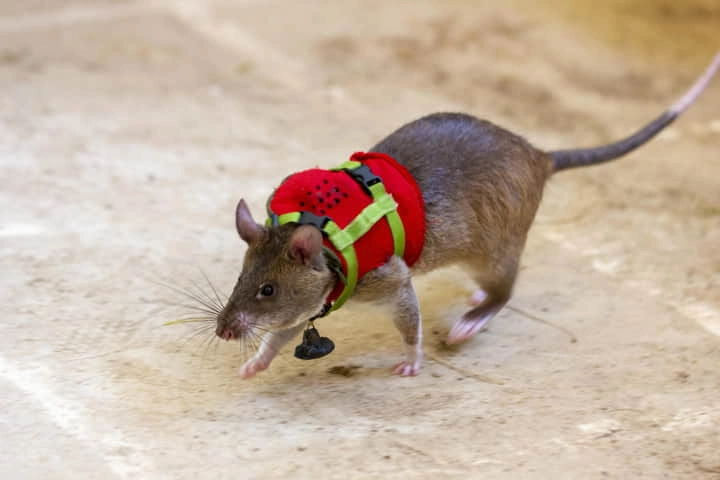 Smart rats are now trained to reach and rescue earthquake survivors!