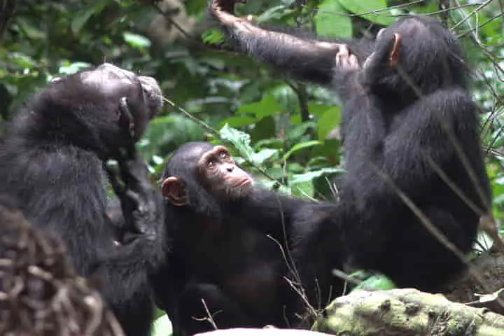 Scientists observe how Chimpanzees help each other to heal injuries
