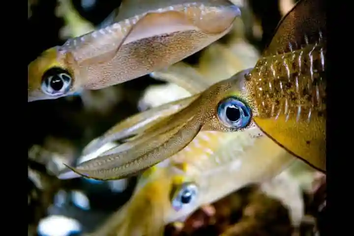 Contrary to belief, study suggests that male squids are concerned parents!