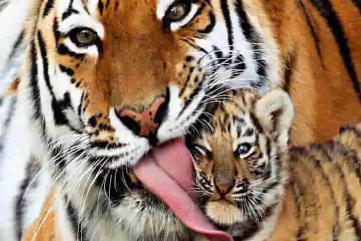Give me a hug mom, adorable tiger cub showers its mother with affection