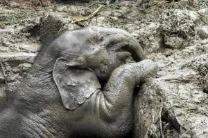 WATCH: Vets pull off dramatic rescue of mother elephant and her baby from deep pit, hailed as heroes