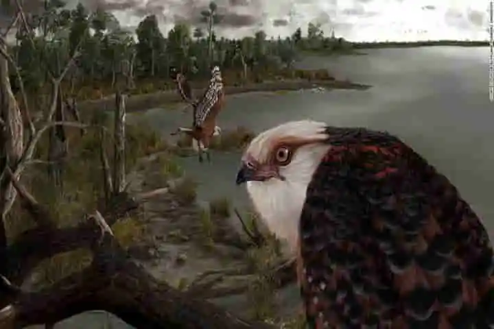 Fossils discovered of the giant eagle who ruled Australia’s Skies 25 Million Years Ago