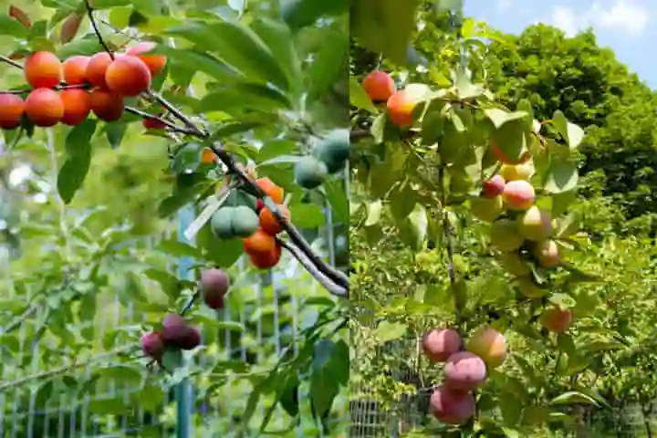 Researcher develops magic tree bearing 40 different types of fruit