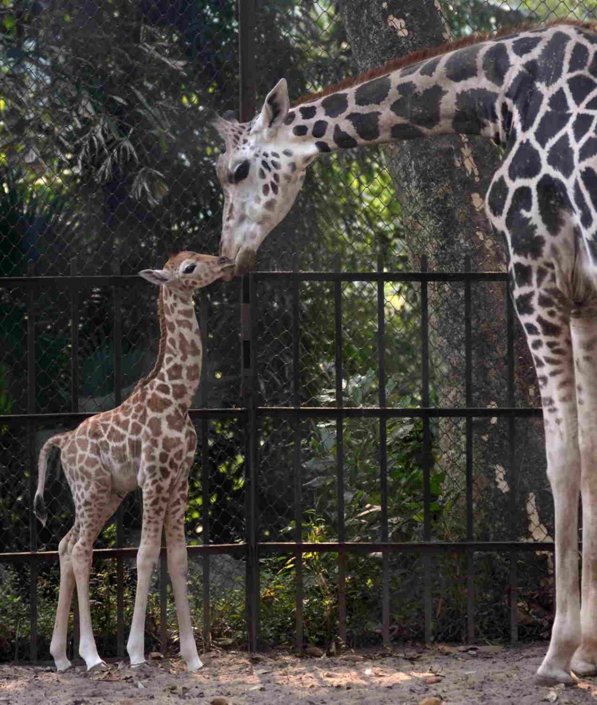 World’s largest zoo to come up in Gujarat