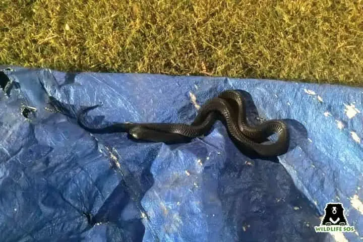Multiple snake sightings and rescues in Delhi-NCR due to heat wave!