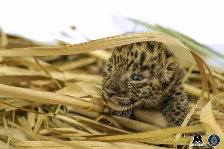 Alert Pune district villagers reunite 14-day-old leopard cub with mother
