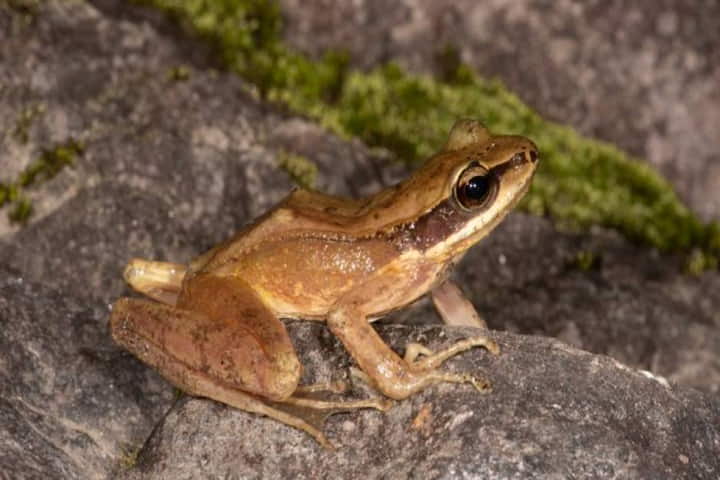 New frog species found in Arunachal Pradesh