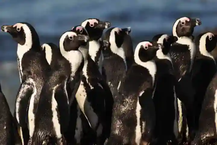 Bees kill dozens of endangered penguins on South Africa beach