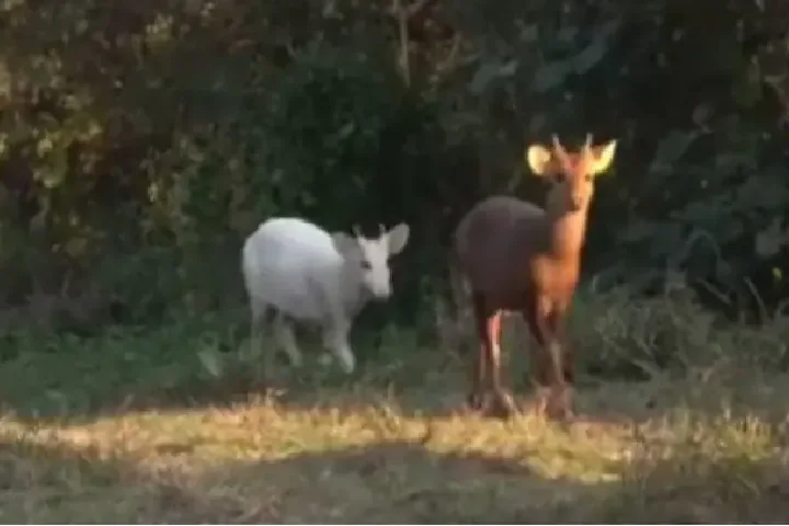 Video: Rare Albino Deer  caught on camera In Kaziranga