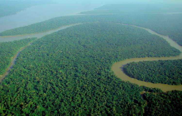 Amazon rainforest came into being after the asteroid eliminated dinosaur