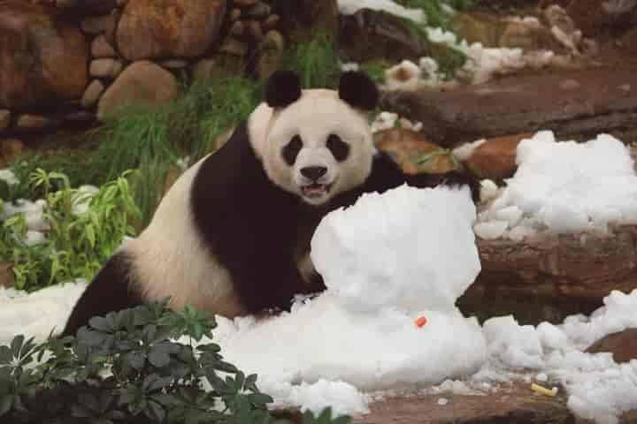 World’s oldest giant panda in captivity dies
