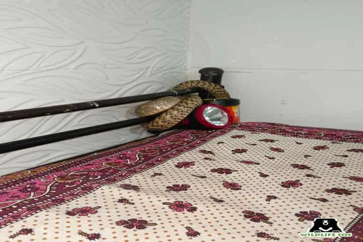 Snakes and lizards entering Delhi-NCR homes to escape heat wave!