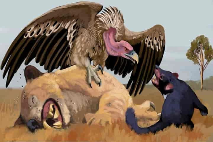 Study of ancient fossil reveals that vultures too were part of ancient Australia’s bird population