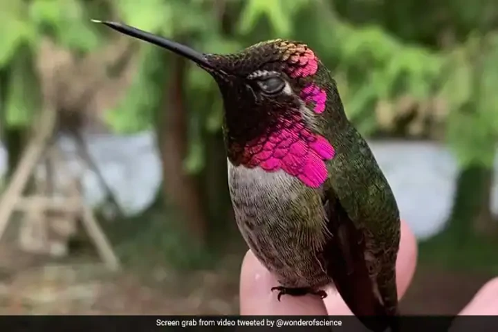 Caught On Camera: The mesmerising changing colours of Anna’s Hummingbird
