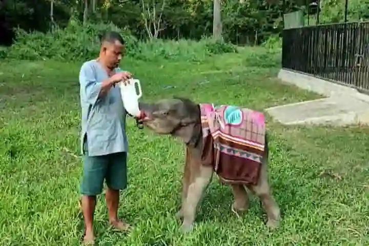 Heaters installed, diet changed to keep baby elephants and rhinos warm in Assam’s Kaziranga zoo