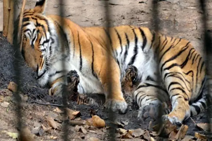 Tigress Kazi gives birth to 2 cubs in Assam Zoo taking Royal Bengal tiger numbers to 9