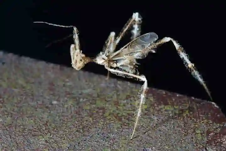 Assassin Bugs That Master The Art Of Deception – Outsmart Spiders