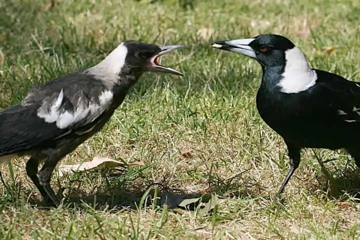 Scientists stunned after smart magpies team up and shed their GPS trackers