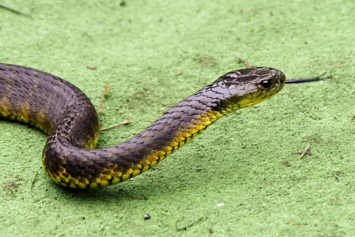 Australia’s highly poisonous snakes reached the continent by sea – Study