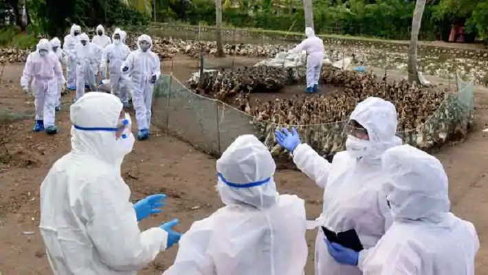 Bird flu: States told to increase awareness among consumers of eggs and chicken