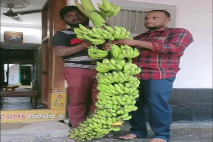 Video of record 140 bananas on single stem in Andhra Pradesh triggers storm on social media