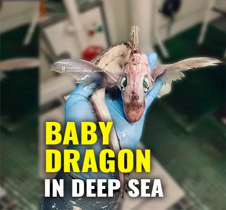 Fisherman Catches Baby Dragon From Deep Sea | Has Massive Eyes, Long Tail And Wings