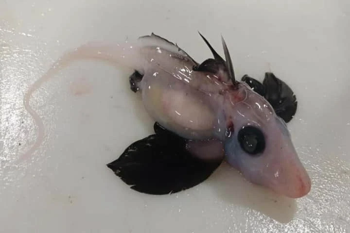 Mysterious baby ghost shark found by New Zealand scientists