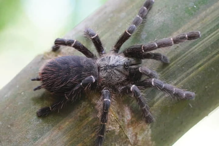 New genus of tarantula hairy spider discovered in Asia after 104 years!