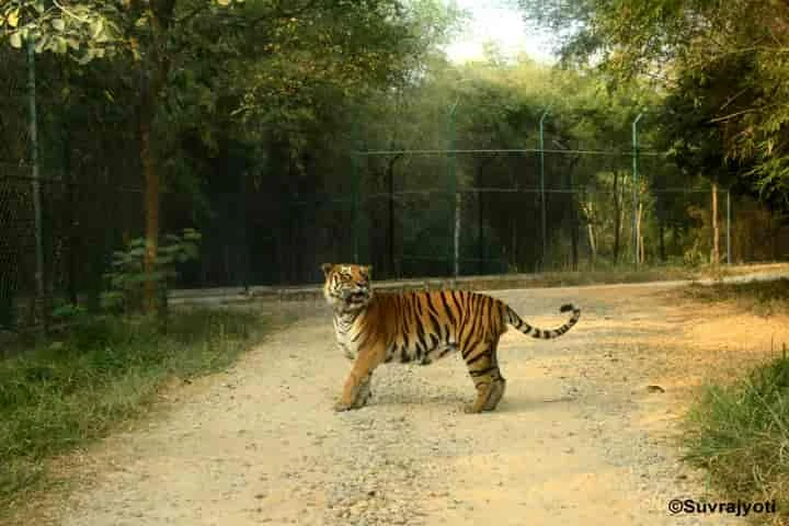Tigresses at Karnataka Zoo find the tigers unattractive throwing up a mating dilemma!