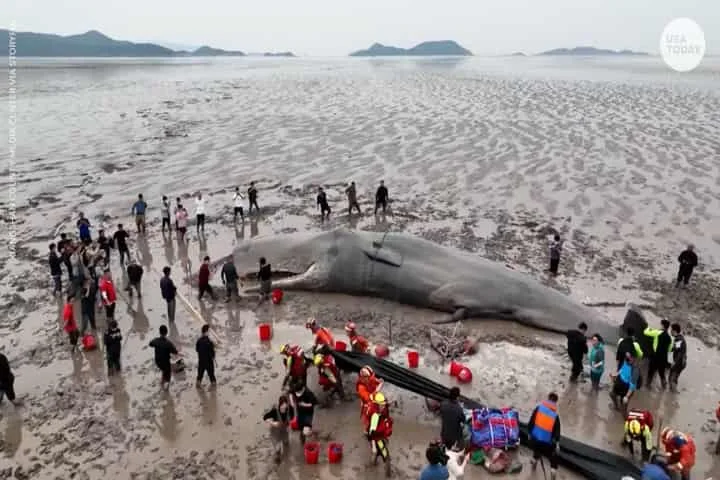 62-foot-long sperm whale rescued after 20-hour arduous operation