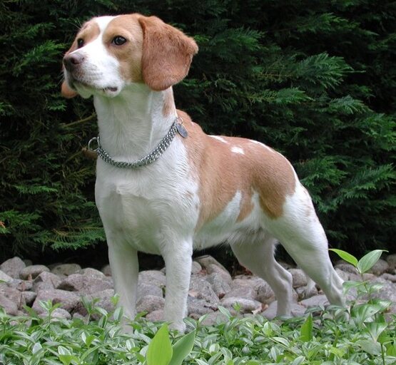 The story of how a Beagle inspired NanoSniffer — an explosives detector with a difference
