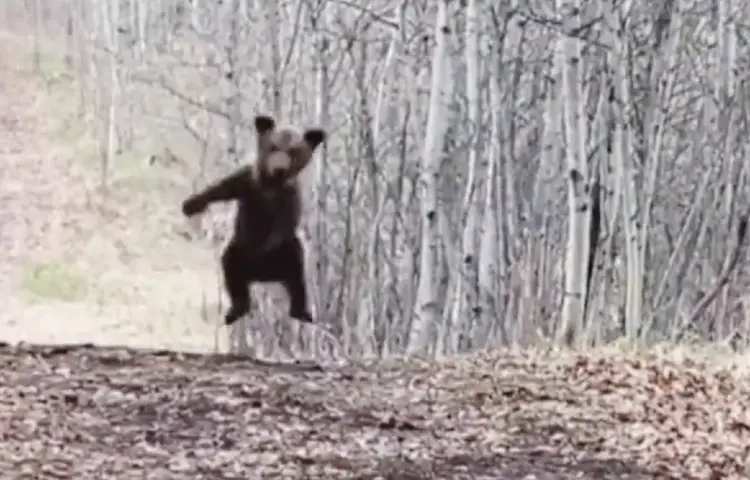 Watch a bear cub dance bindass, enthralling viewers