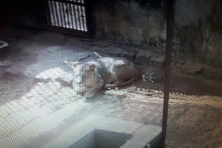 Odisha’s Nandankanan lioness blessed with a Holi cub!