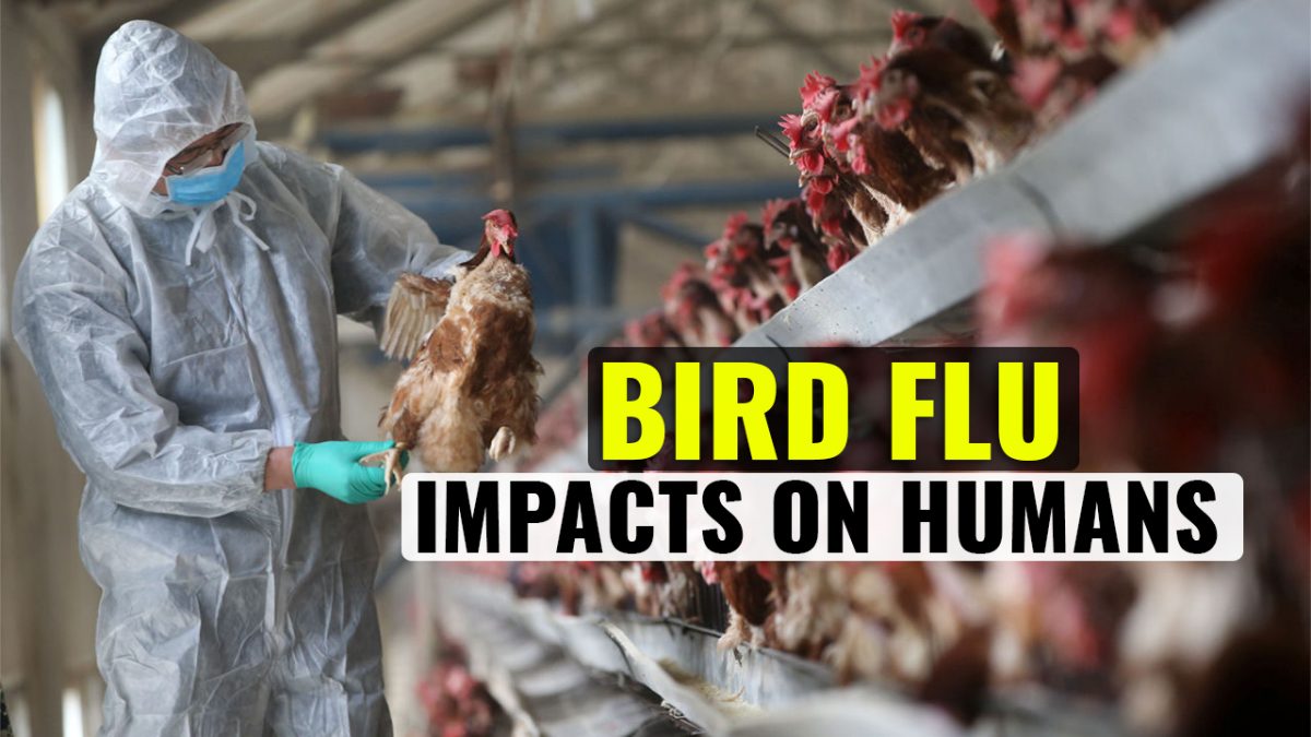 Avian Flu| Should you eat chicken and poultry amid Bird Flu| All Questions Answered