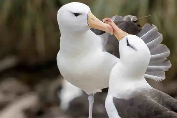 Albatross couples could be separated by Climate Change