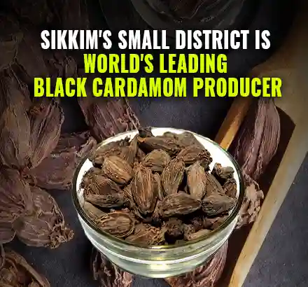 Small, Remote District- North Sikkim Is World’s Leading Black Cardamom Producer | Sikkim’s Spice Story