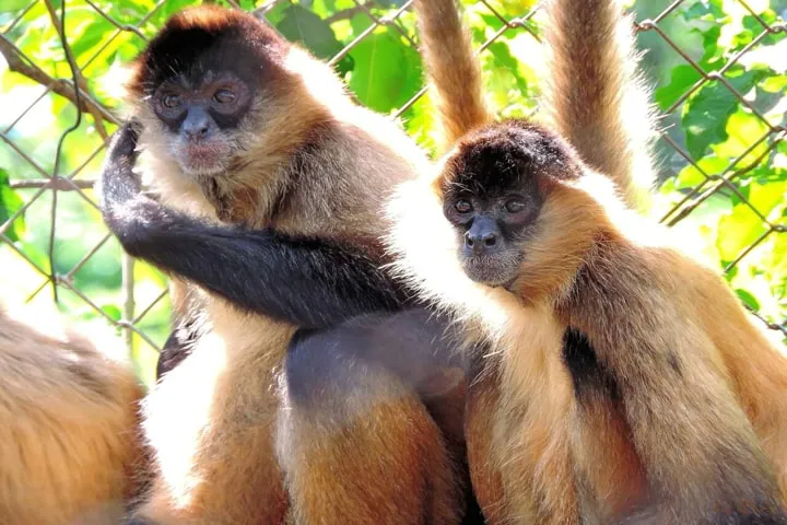 Allure of fermented fruit among monkeys could explain human liking for alcohol!