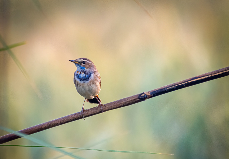 Bluethroat: A touching story of Bheema and a red-throated sparrow turned bluethroat