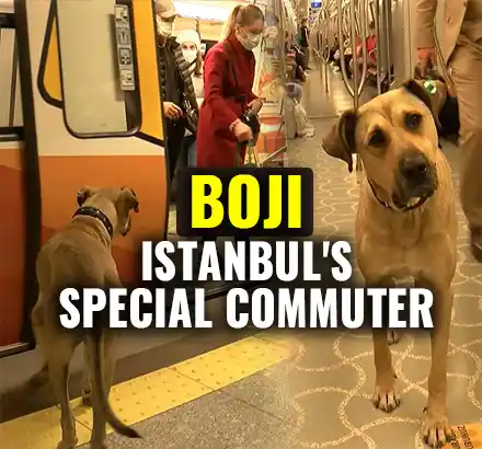 Meet Boji, The Dog | A Daily Commuter Of Istanbul’s Metros, Ferries & Buses | Istanbul Viral Video