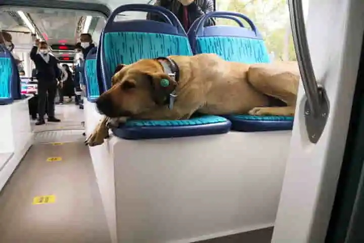 Falsely Accused Istanbul’s Metro Travelling Dog Boji Is Proved Innocent!