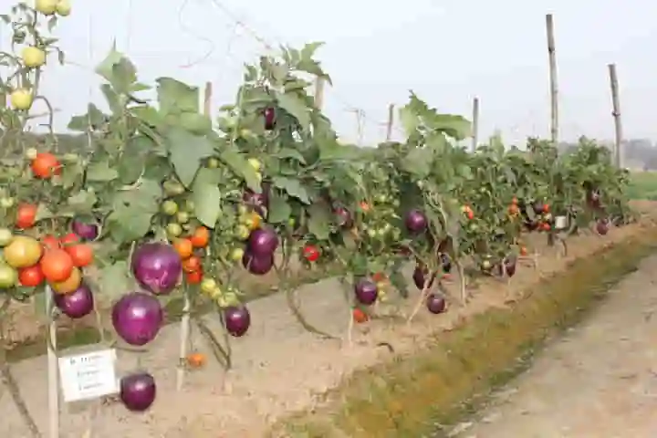Now enjoy brinjal and tomato from the same plant!