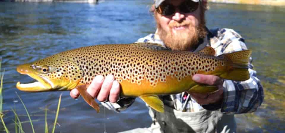 Meth snares brown trout, sea animals as it sneaks into waters as pollutant