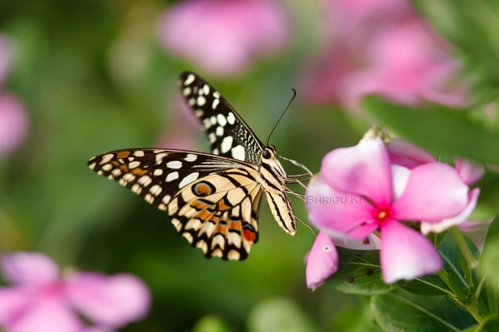Delhi to have safe corridors for butterfly movement