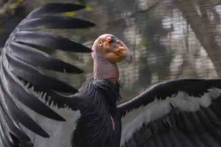 Scientists puzzled by asexual reproduction among condor predators