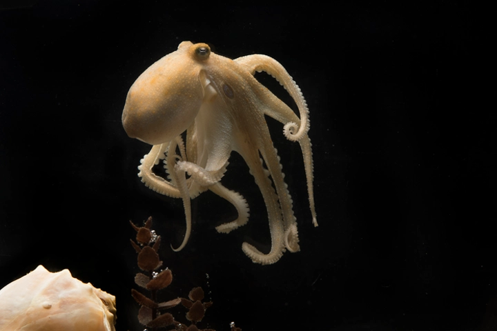 Why do mother octopuses commit suicide just before her eggs are hatched?