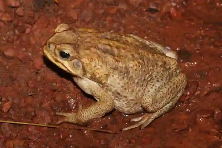 Invasion of highly toxic toads worries Taiwan