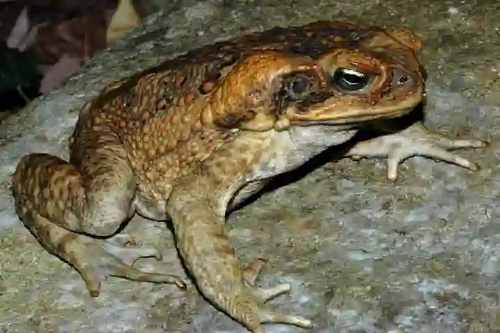 Cannibalism In Australian Cane Toads Triggers Evolutionary Changes
