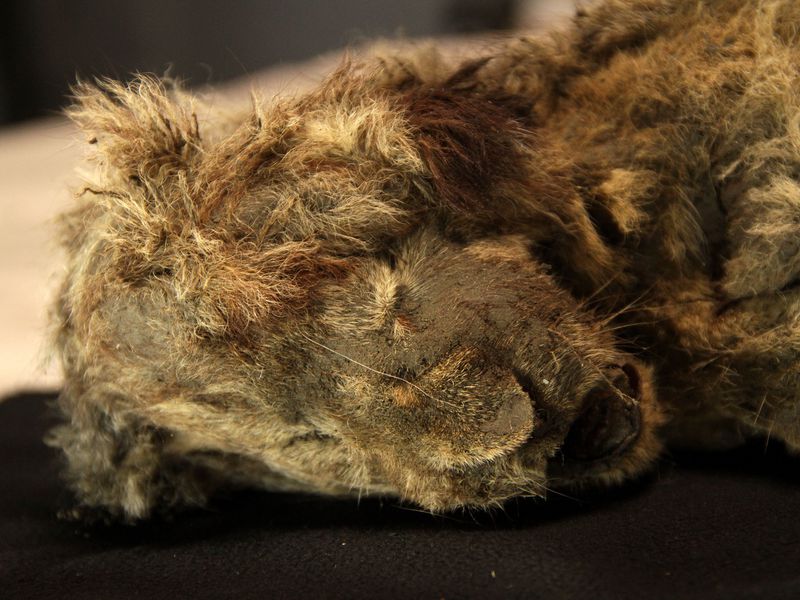 Lions of the Arctic — 27,000-year-old ice-age corpse of  lion cub raises new questions