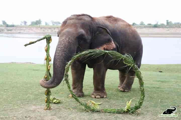 Elephant Chanchal, survivor of nasty truck accident, celebrates 10 years of freedom in style!