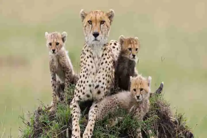 Extinct in India since 1952, Cheetah poised to leap in Madhya Pradesh’s Kuno reserve